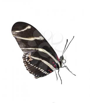 Zebra Longwing (Heliconius Charitonius) Butterfly On White Background