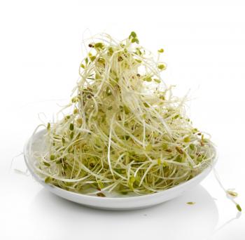 Fresh Alfalfa Sprouts In A White Plate