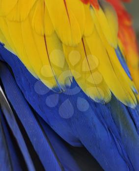 Parrot Feathers, Close Up Shot