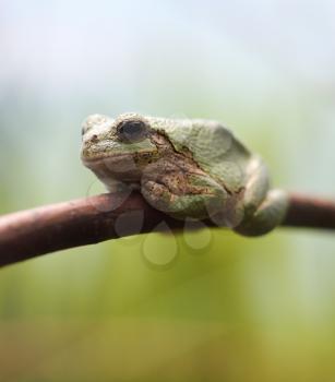 Closeup Green Tree Frog On A Branch