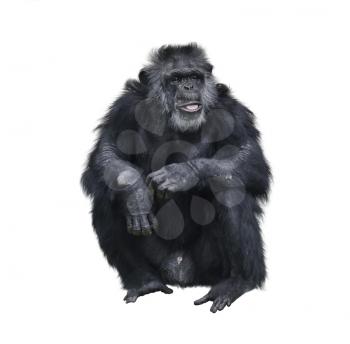 Chimpanzee Sitting On White Background