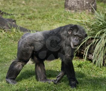 Chimpanzee Walking On The Grass