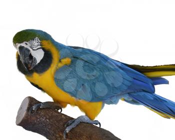 Colorful Blue Parrot Macaw  On White Background