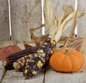 Indian Corn And Pumpkin On Wooden Background