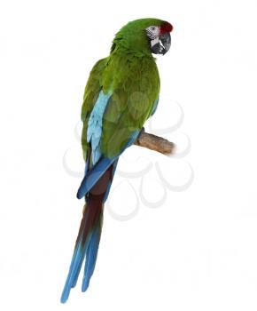 Colorful Green Parrot Macaw  On White Background