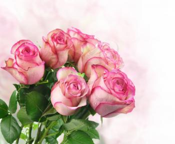 pink fresh roses 

