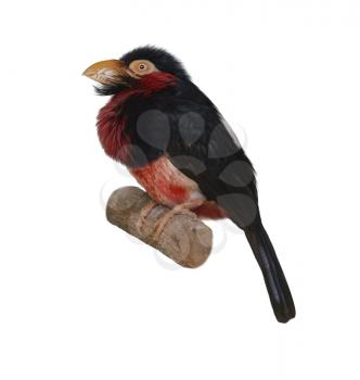Red-And-Yellow Barbet. Trachyphonus Erythrocephalus. On White Background