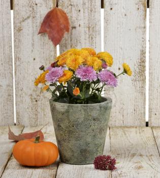 Mums Flowers And A Pumpkin On Wooden Background