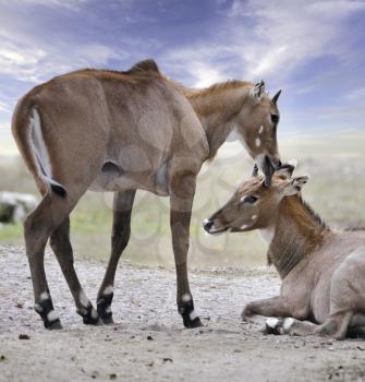 Asian Antelopes Nilgai ( boselaphus tragocamelus) 