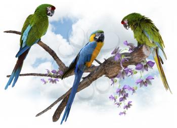 Colorful  Macaw  Parrots Perching On A Big Branch