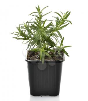 Rosemary Herb In A Flower Pot