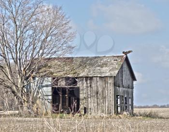 old broken barn with a turkey vulture on the roof  