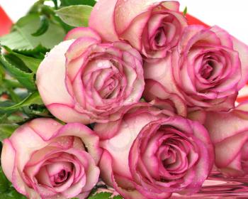 pink roses , close up