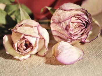 dried roses close up 