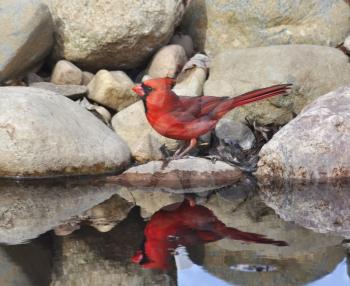 a male Northern Cardinal sitting on a stone by the pond