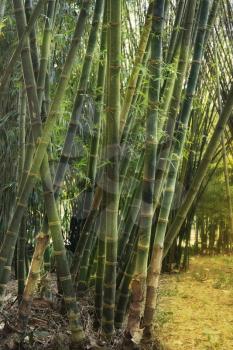 Bamboo Forest In A Sunny Day