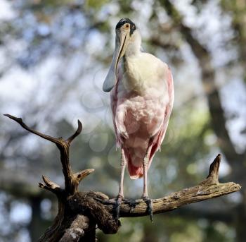 Roseate Spoonbill Perching On A Branch 