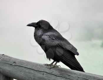 a big black wild raven sitting on a wood in a foggy morning