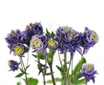  columbine dark blue and white flowers , close up