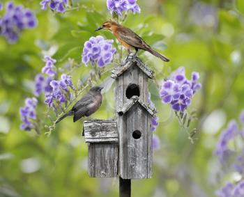 Femaile Black Bird And A Baby Bird Perching On A Bird House