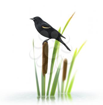 Red Winged Black Bird Perching On A Cattail Plant
