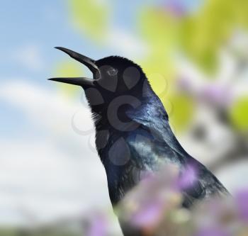 Singing Blackbird,Close Up Shot