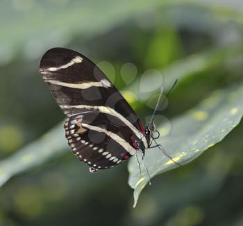 Zebra Longwing (Heliconius Charitonius) Butterfly 