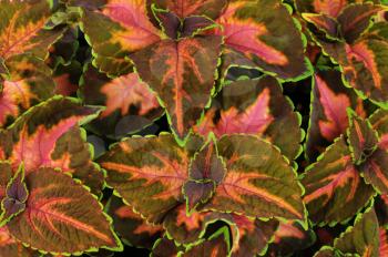Colorful leaves of Coleus (Solemnostemon) for  background   