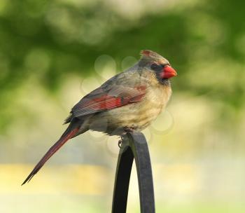 Northern Cardinal (female) , sitting on a stick

