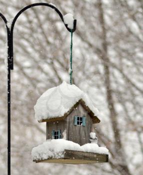 bird feeder in the winter park 