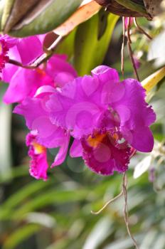 bright cattleya orchid flowers