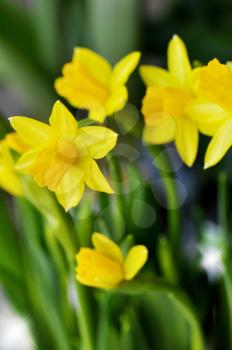 yellow daffodil flowers , close up for background