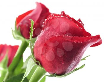red roses with water drops , close up