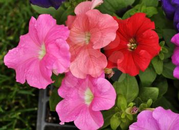 colorful petunia flowers for garden , close up 