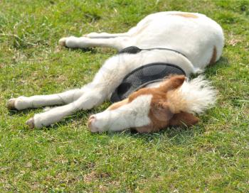 young sleeping pony on a green  grass