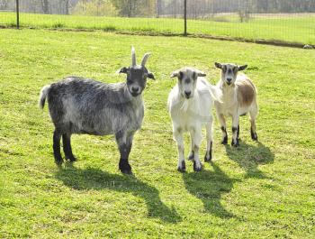 goats in the farm 
