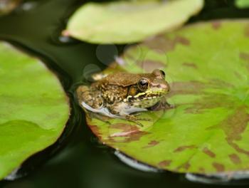 a green frog resting on a water lily leaf 