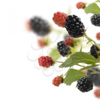 Fresh Blackberries On The Branches