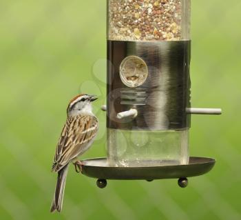 a sparrow on a birdfeeder