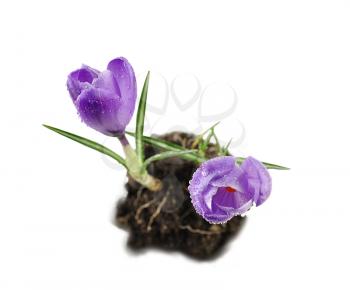 spring crocus flowers , top view on white background