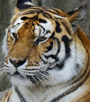 Amur Tiger (Panthera Tigris Altaica) Resting