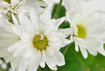 white flowers , close up shot for background 
