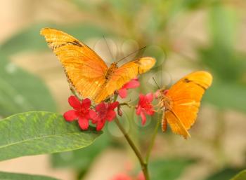 yellow tropical butterflys ,Julia Longwing , on the  red flowers