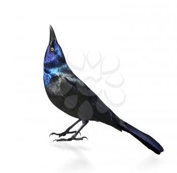 Common Grackle On White Background
