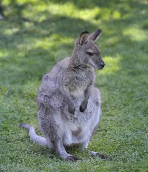 Gray Young Kangaroo On A Grass