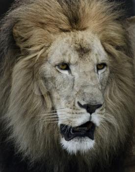 Portrait Of Lion,Close Up