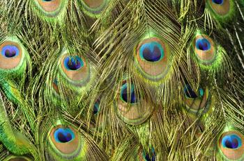 Peacock feathers ,close up shot