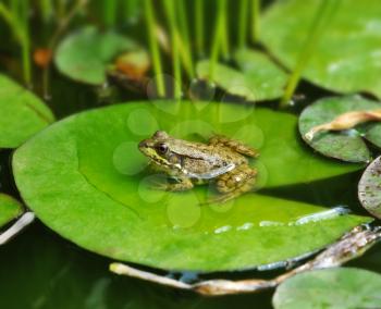 a Frog resting on a lotus leaf 