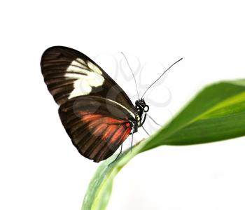 a beautiful tropical butterfly , Large Postman on a leaf , on white background