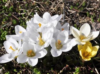 white and yellow crocus spring flowers 